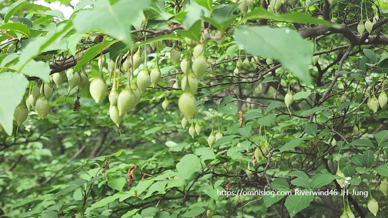 때죽나무,매마등 ,買麻藤),스노벨 트리 ,Snowbell tree. 열매