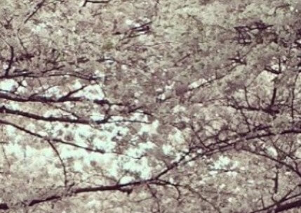 제주도-벚꽃-개화시기-9