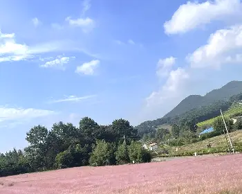 고창 핑크뮬리 축제_19