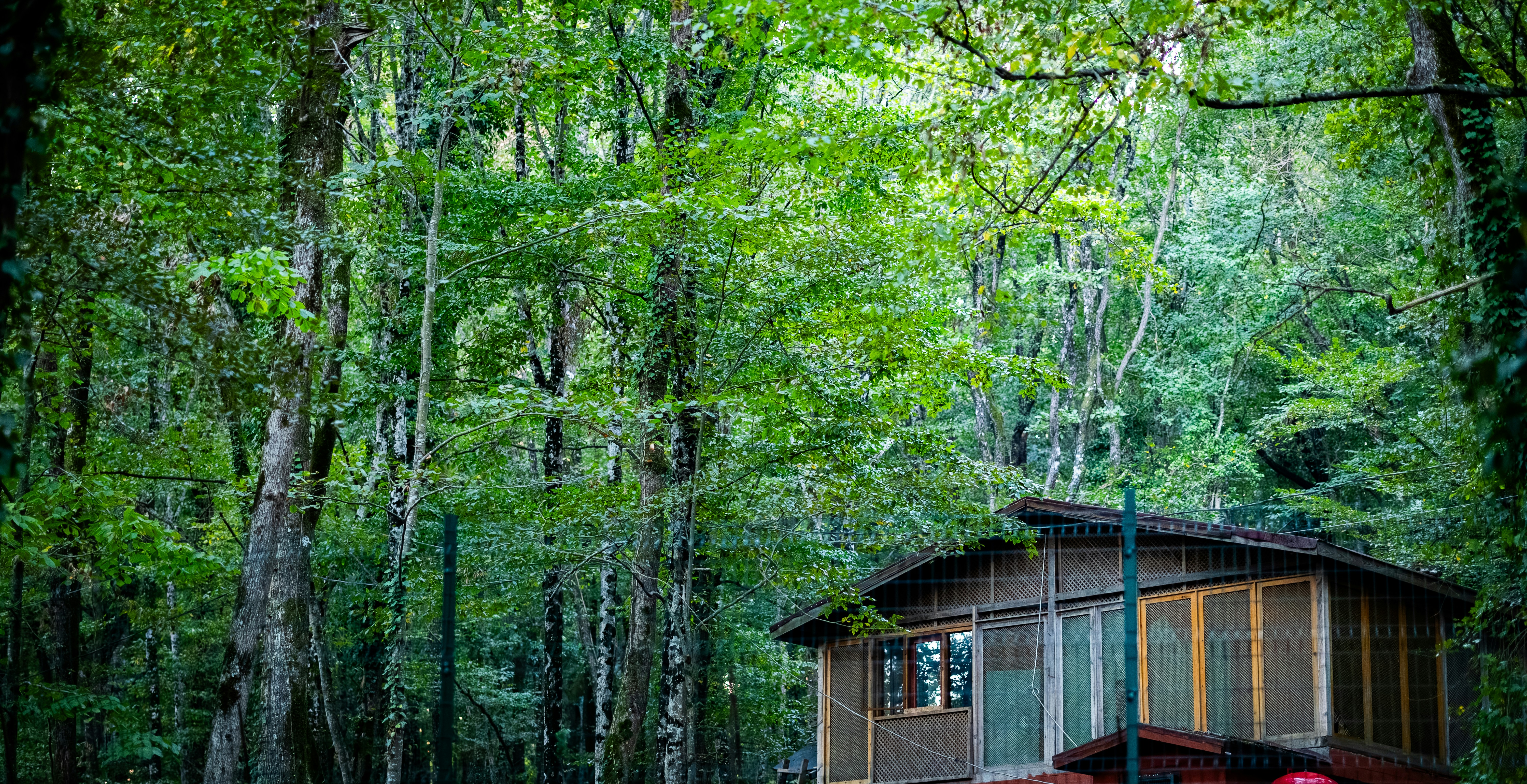 숲속 통나무 집과 자연의 풍경 관련 사진