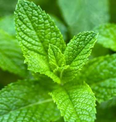 날파리 모기퇴치 식물