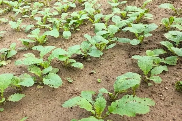 갓 재배 직파 재배 빠른 수확 잎 따기_3