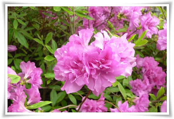 "진달래꽃" 나보기가 역겨워 가실 때에는 ... 봄을 알리는 분홍빛 향연!