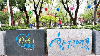 태백 황지연못 봄꽃축제