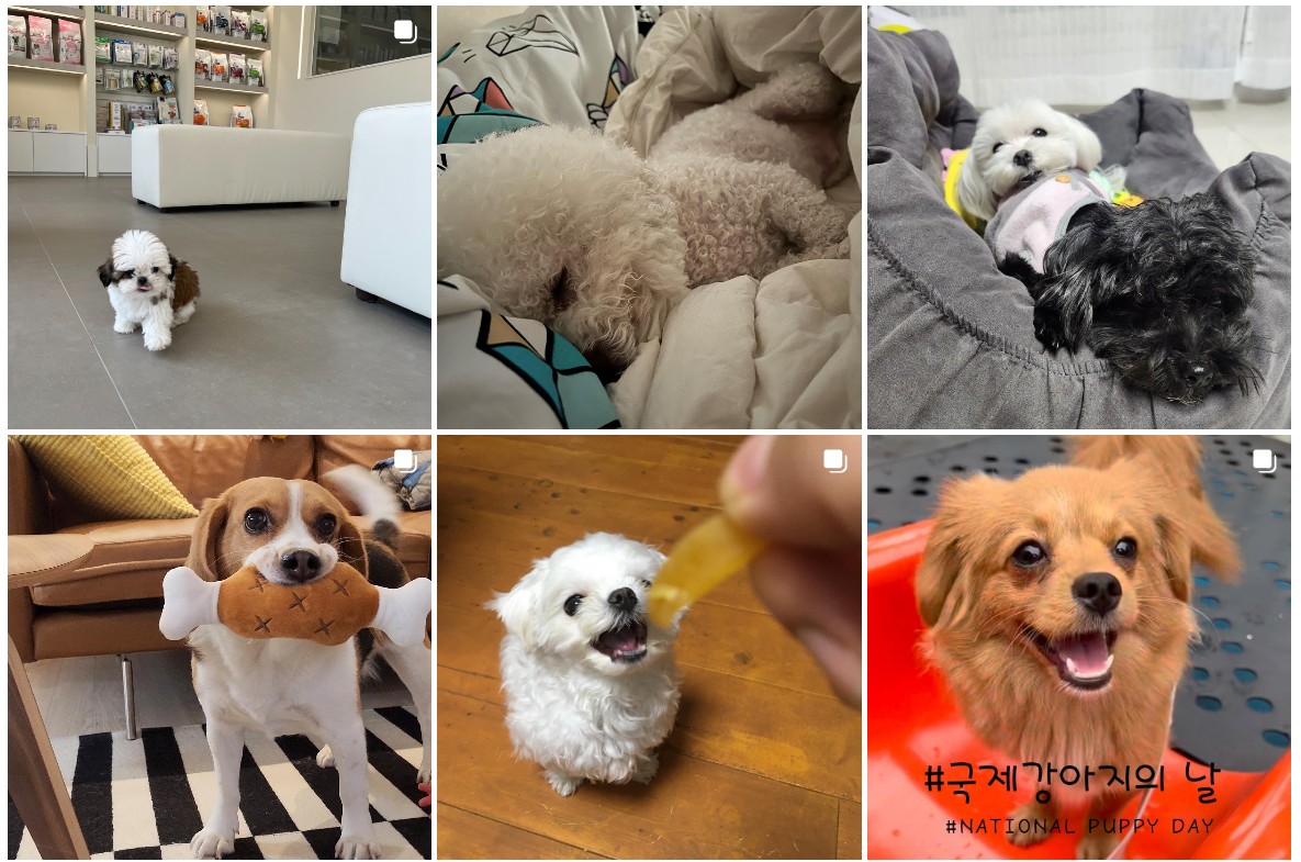 해시태그-국제강아지의날