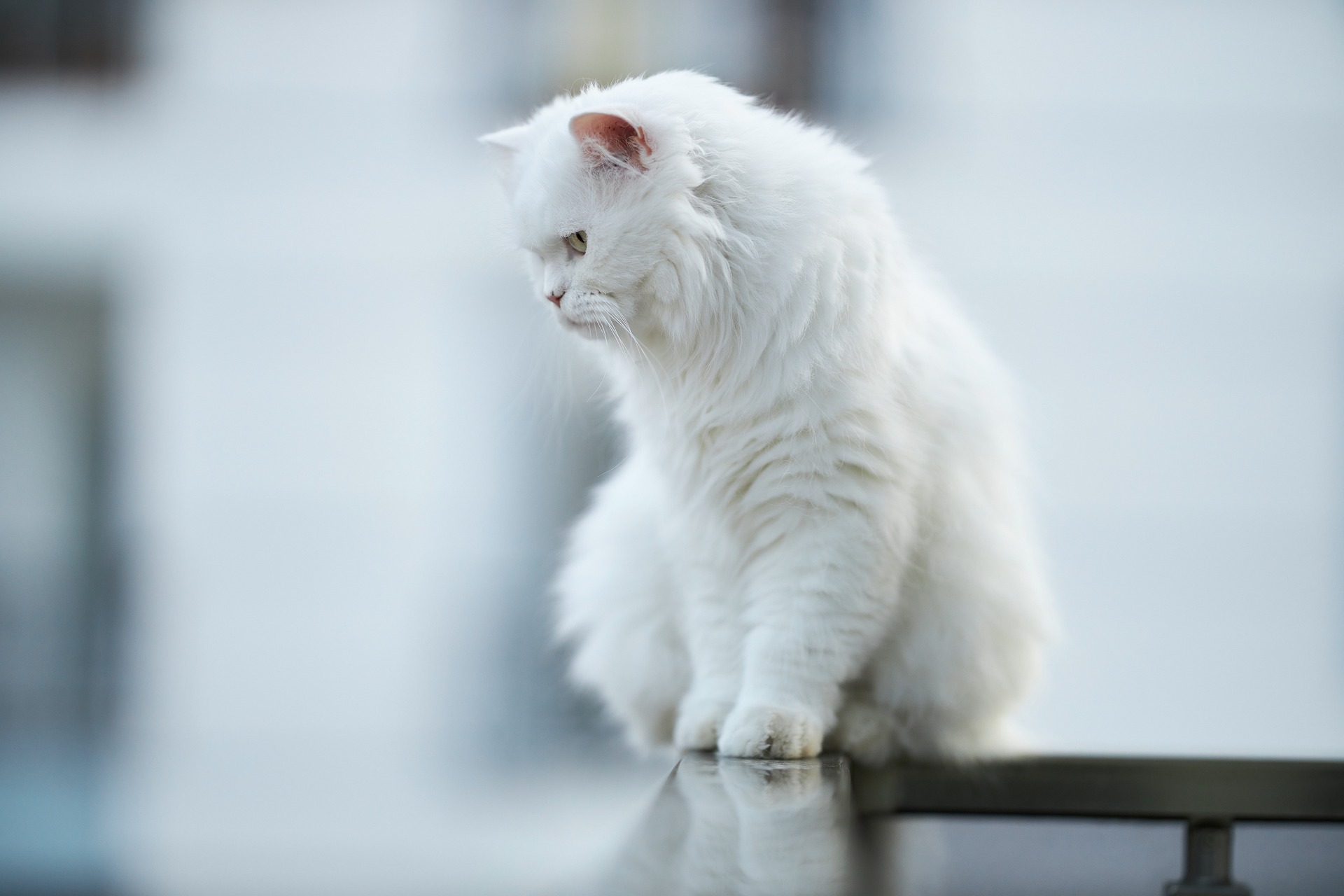 반려묘 고양이 낙상 사고 위험성 예방법
