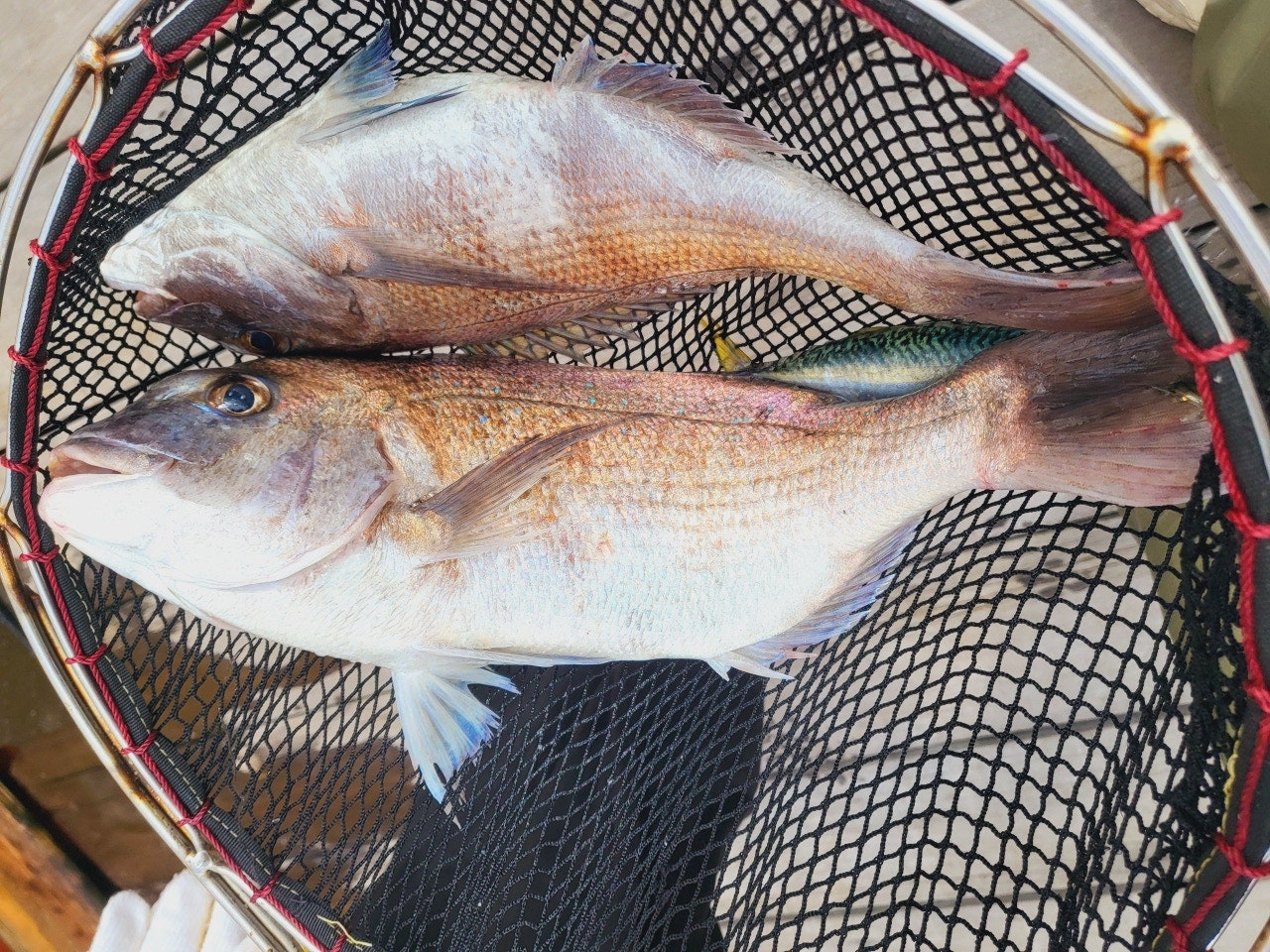 서해가볼만한곳 당진 서산 고려호 좌대 낚시 쇼핑몰 낚시대 없이 이용 가능 아이와가볼만한곳 충남가볼만한곳 아이랑갈만한곳 이색데이트 대한민국구석구석 물때표