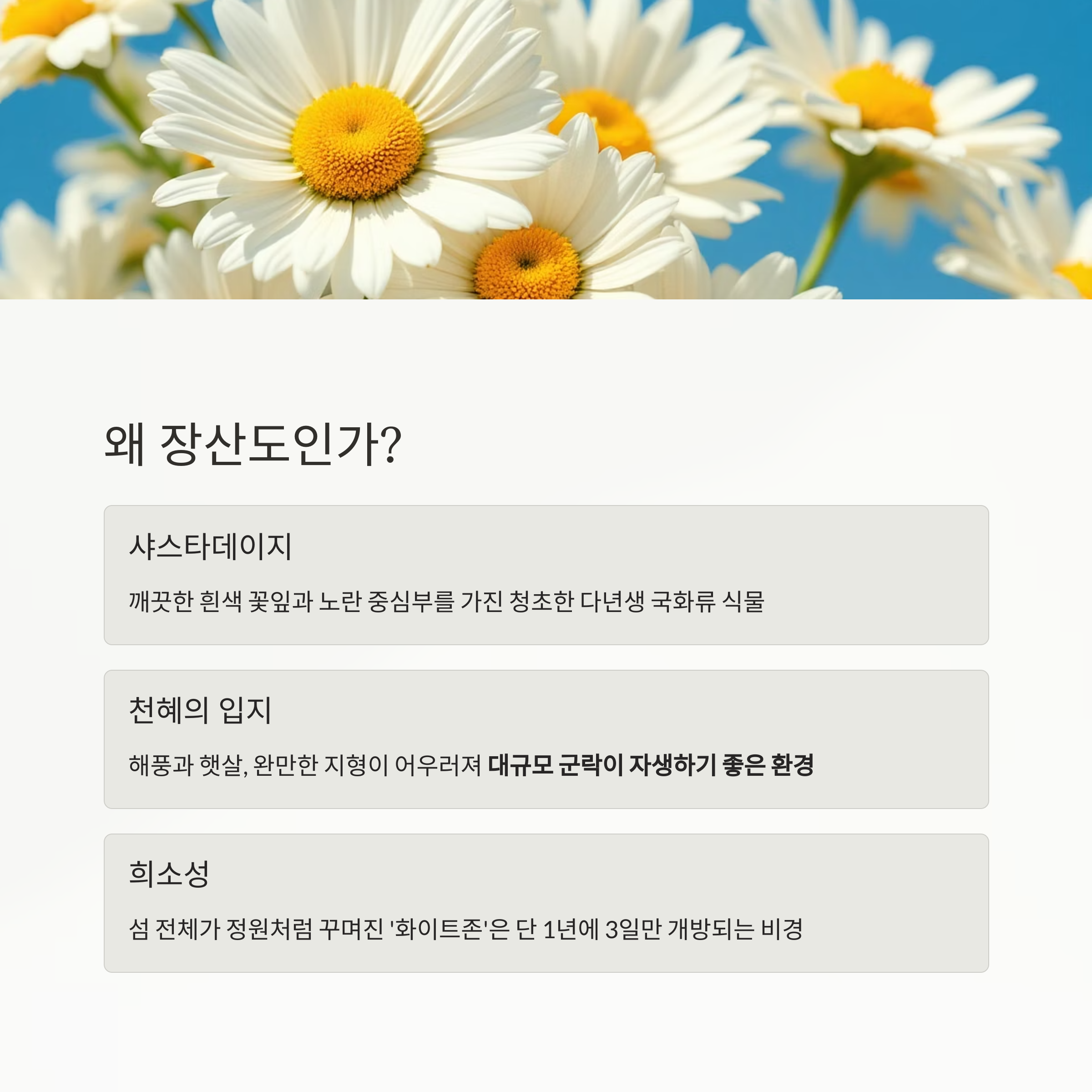 2025 장산도 샤스타데이지 축제, 순백의 정원이 전하는 평화의 풍경