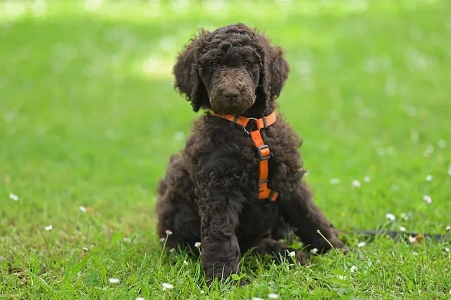 로얄 살루트 32년산 가격 시세 및 특징_5