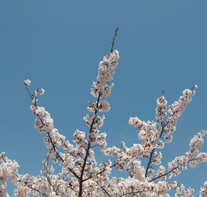 2025 꽃 개화시기 벚꽃23