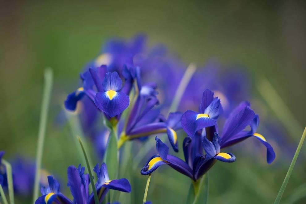한림공원 부겐빌레아 축제