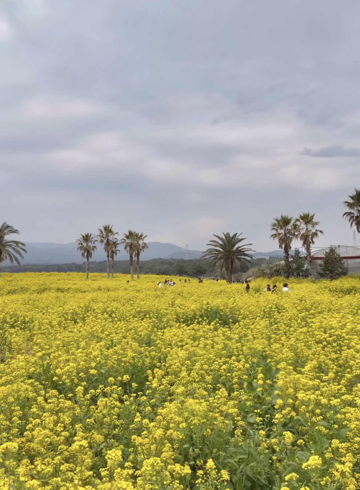 벚꽃은 짧다 지금 더 예쁜 봄꽃 명소 총정리(진달래 유채꽃 명소) 관련사진