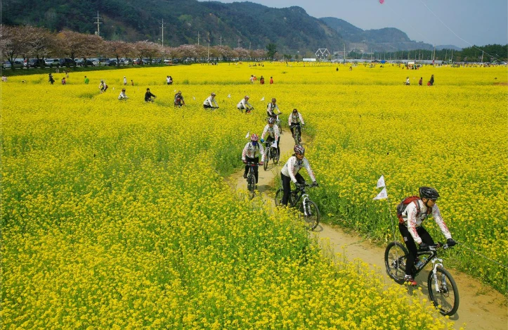 삼척 맹방 유채꽃 축제 프로그램&amp;#44; 주차장 및 교통 총정리(+주변 관광 명소)