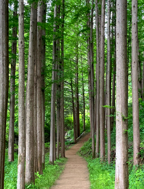 화인 산림 욕장