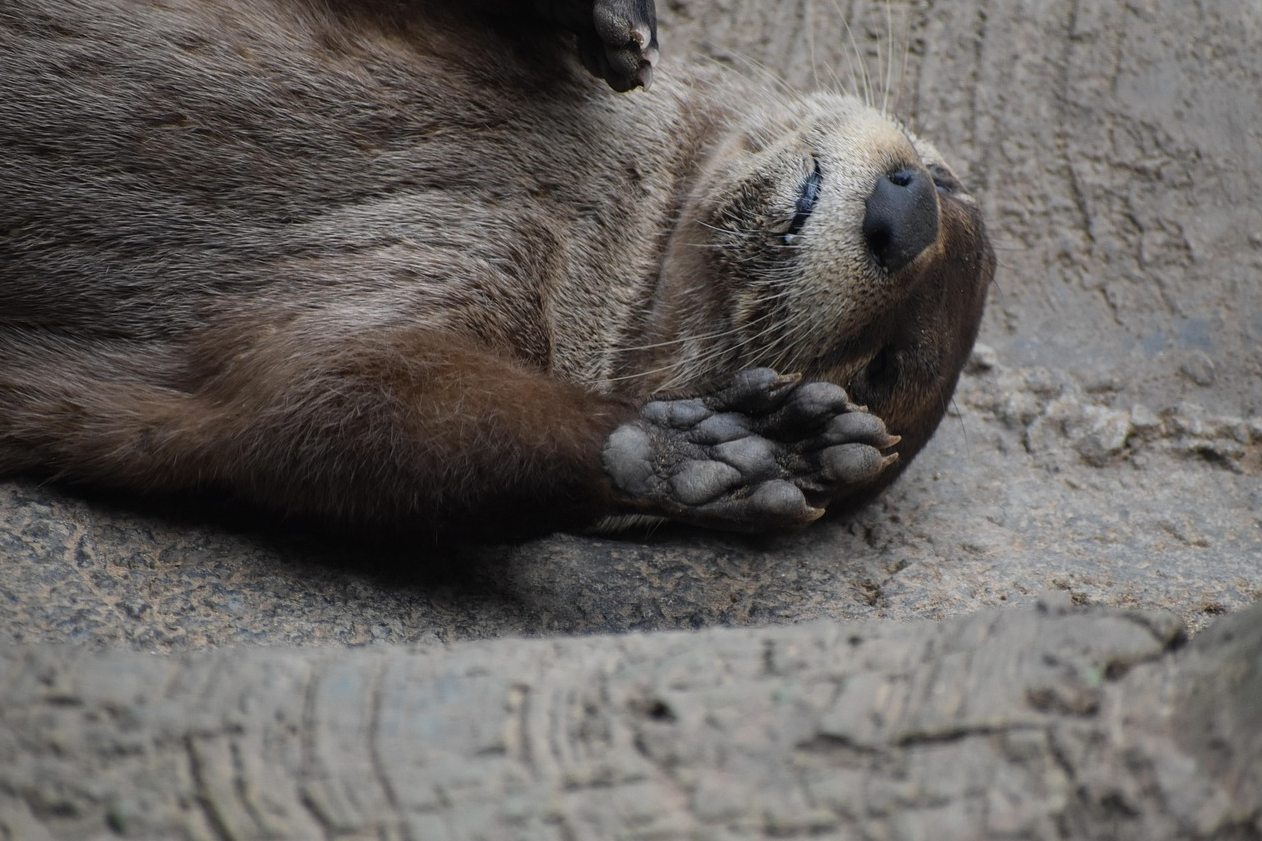 수달이 마른 바닥에 누워있다