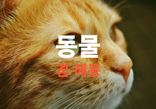 꿈속에 동물이 나오는 꿈은 길몽일까요, 흉몽일가요, ( 동물꿈은 어떤 태몽에 종류가 있는지 알아볼게요)
