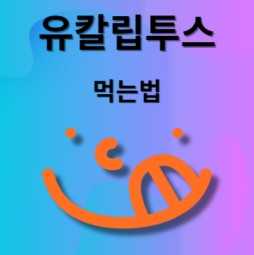 유칼립투스 먹는법