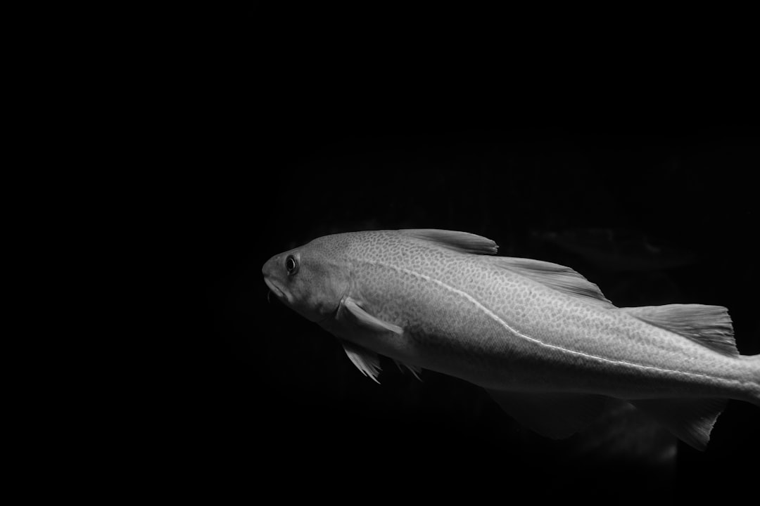 Cod.