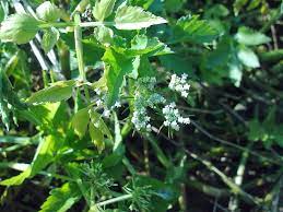 2024 봄 제철 음식 소개 및 효능 요리 정리 - 미나리