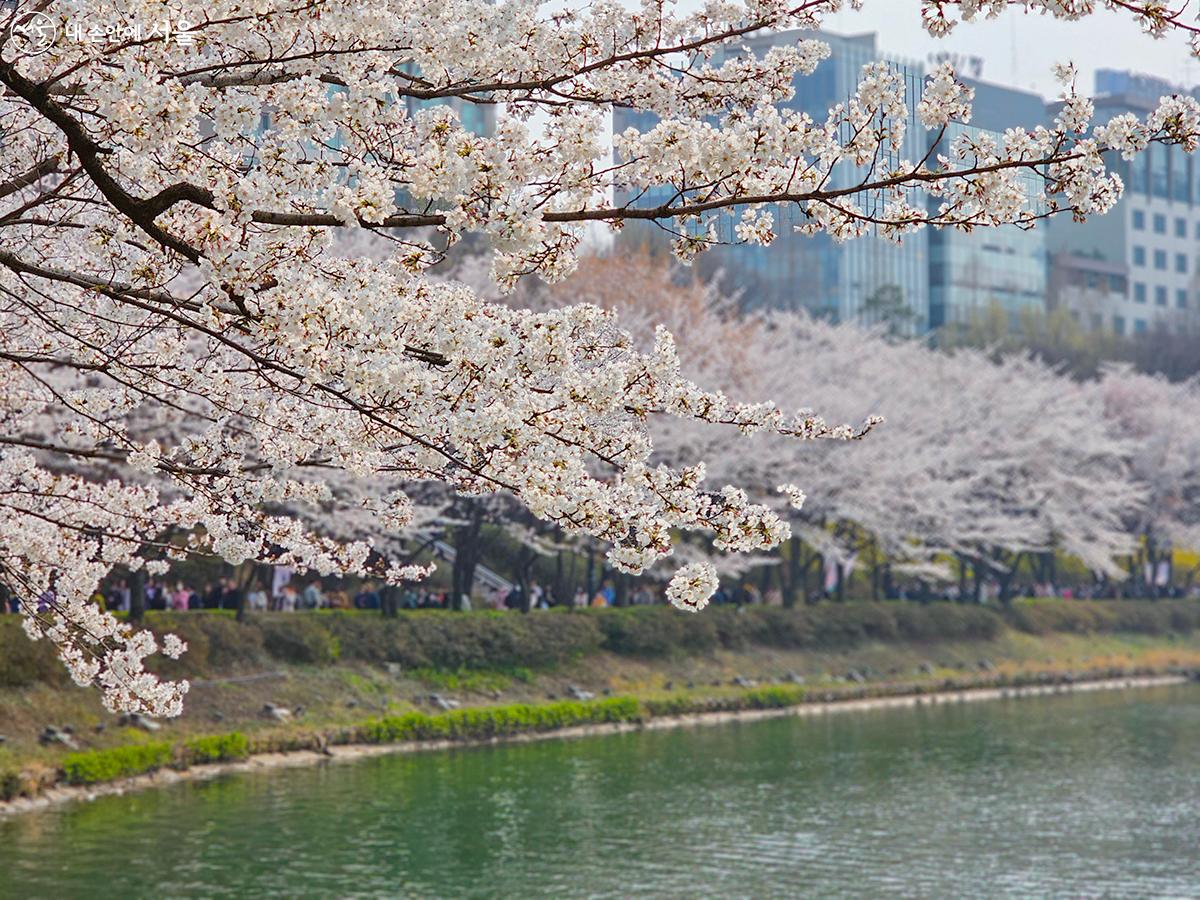 석천호수-벚꽂 둘레길