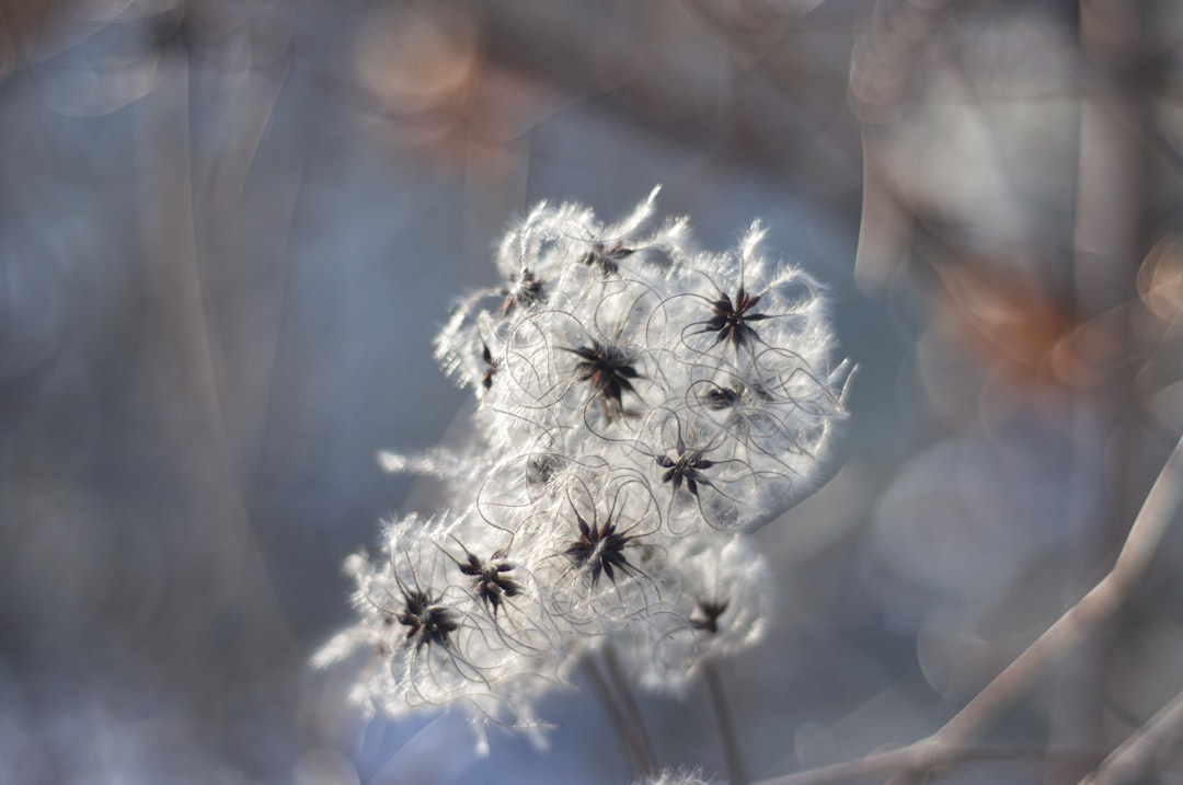 Snowflower.