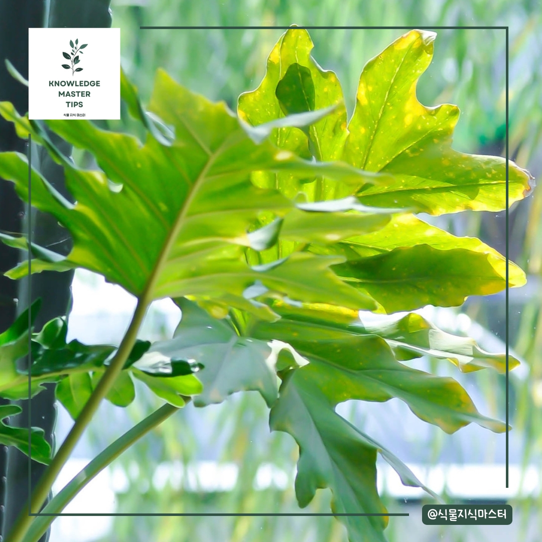 초미세먼지 잡는 실내 식물 - 필로덴드론 셀로움