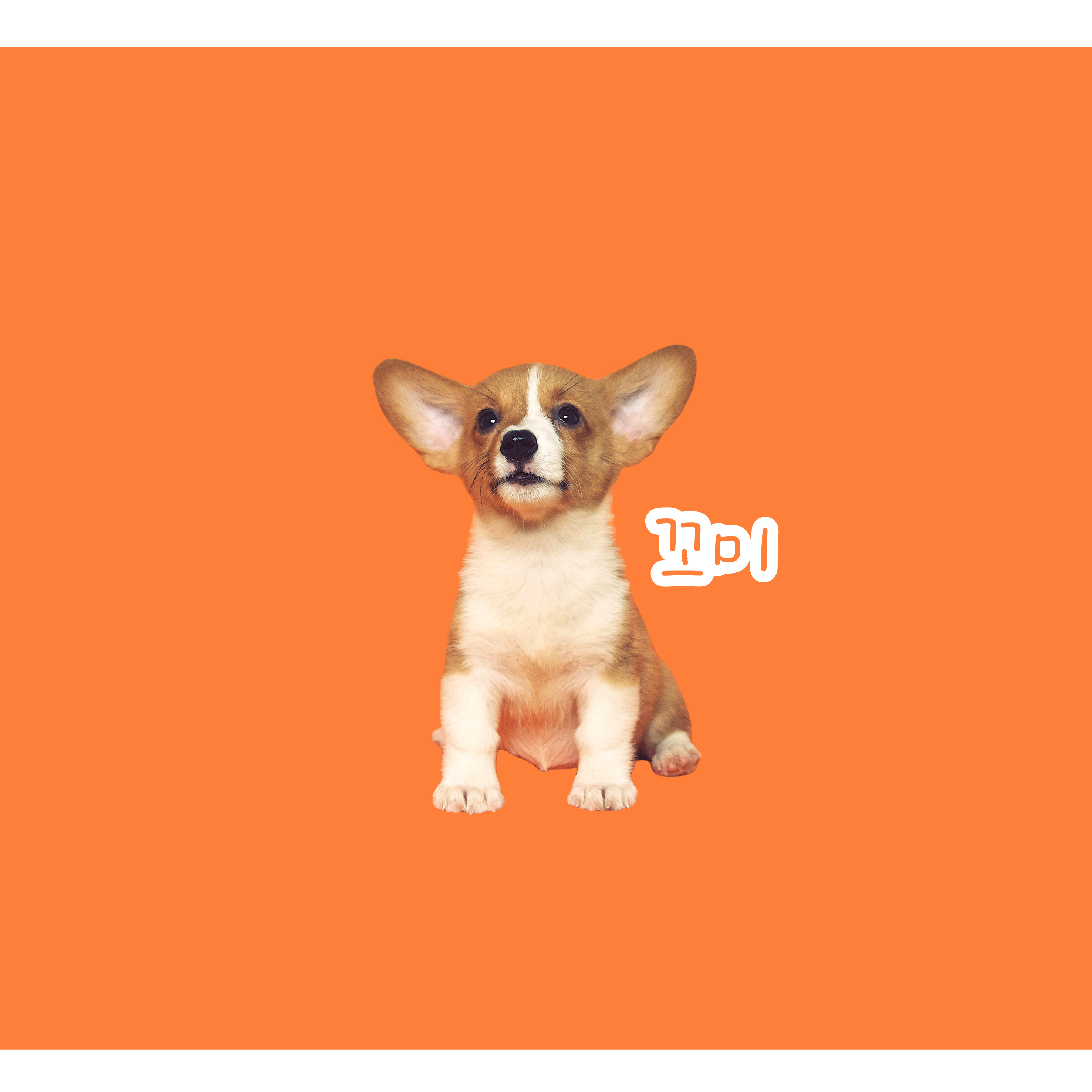 강아지 고양이 강형욱 복귀