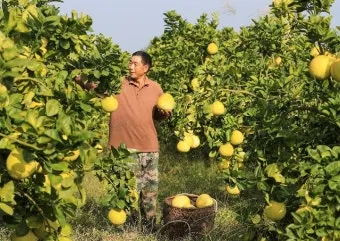 유자 재배 겨울 보온 방풍막 설치 염해 예방_9