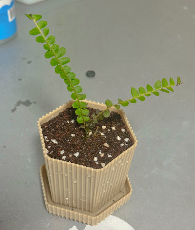 더피고사리 잎마름