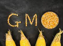 GMO