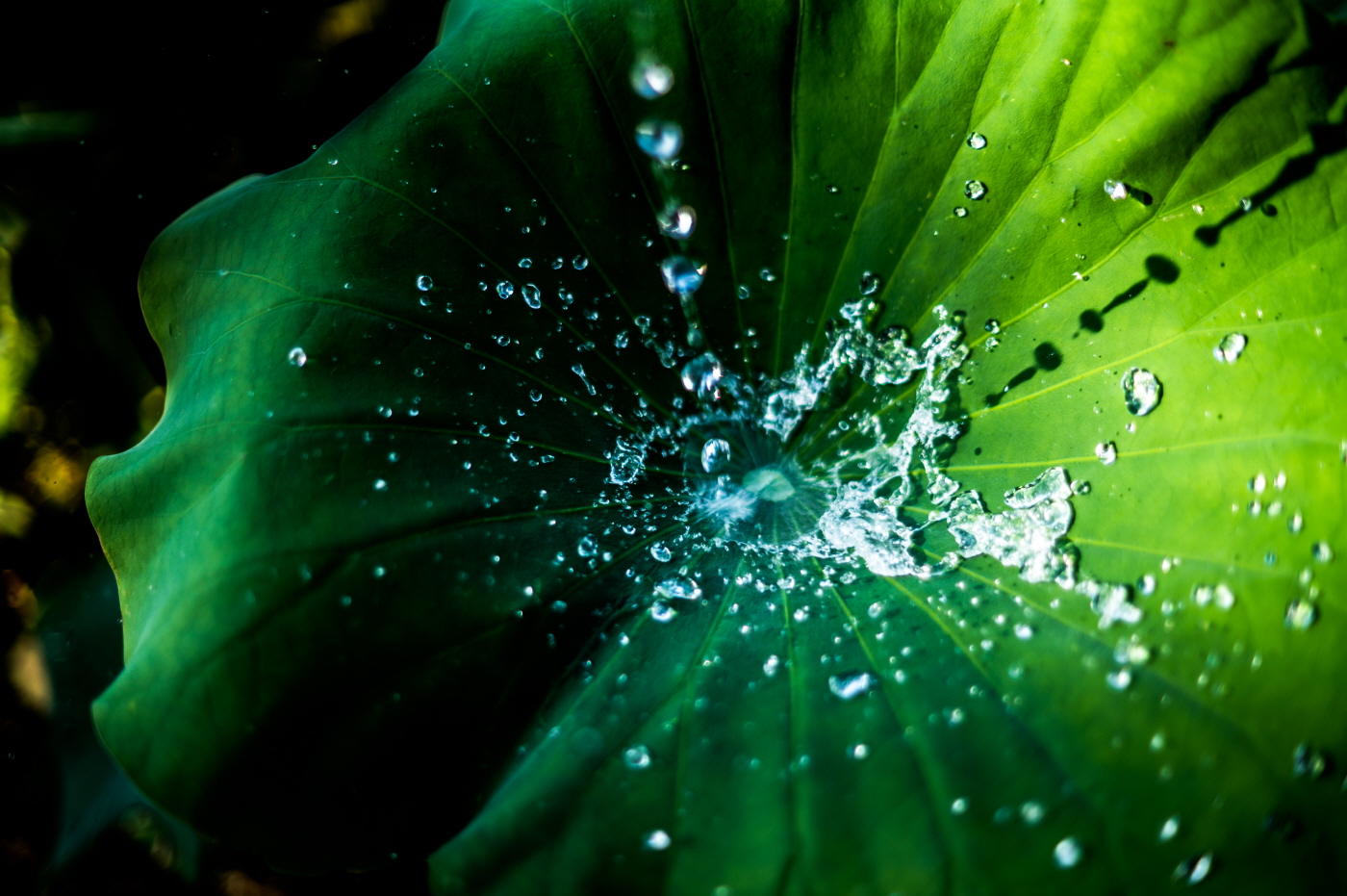 연잎에 시원한 물세례