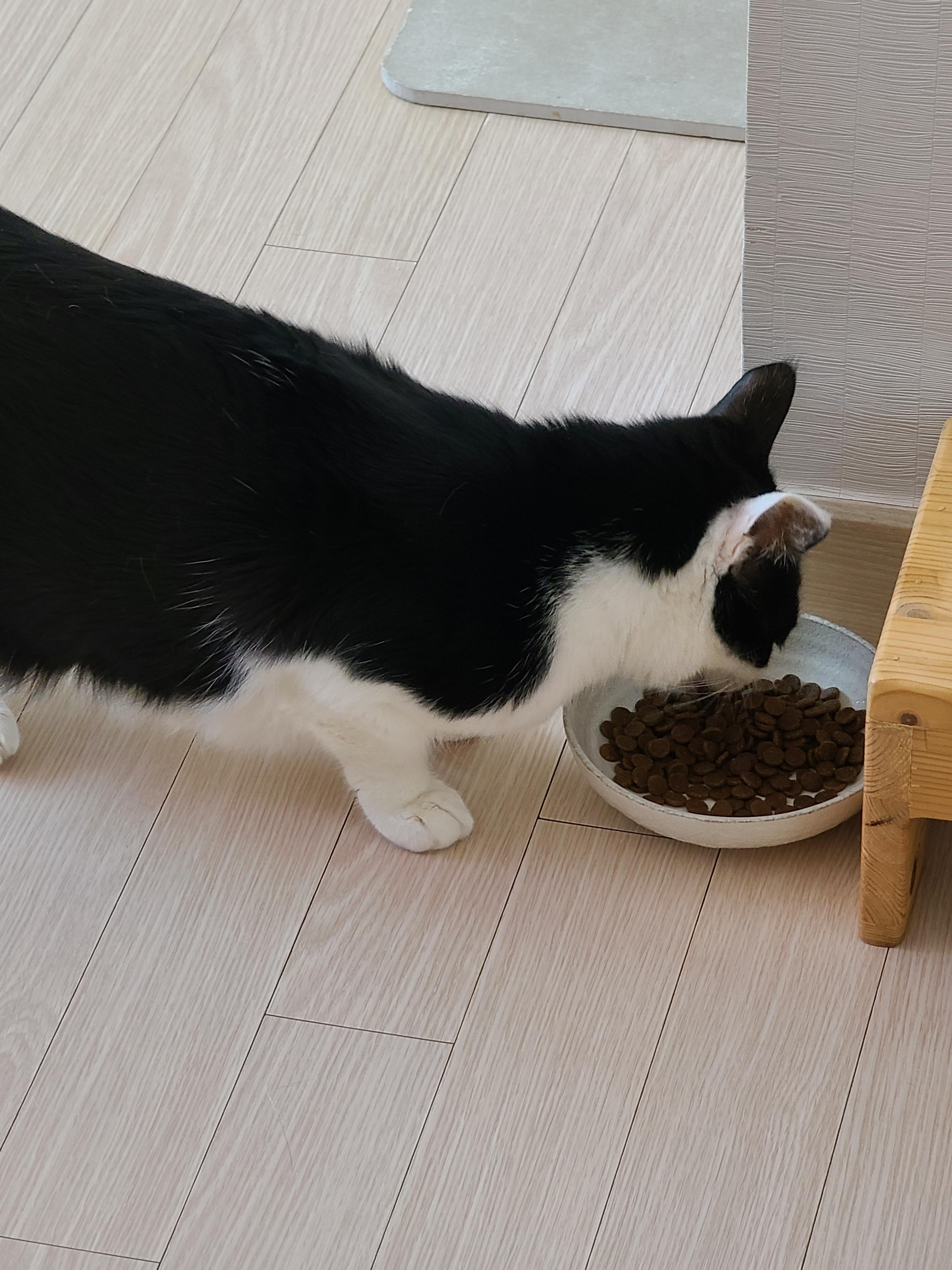 아카나 그래스랜드 캣. 고양이들에게 새로운 사료를 테스트해봤다.