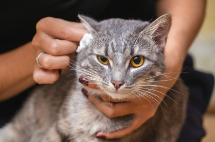 치료를 받는 고양이.