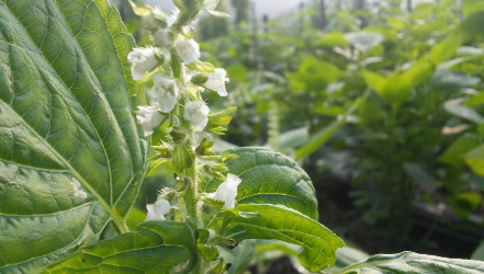 들깨 파종시기를 맞추는 법 1