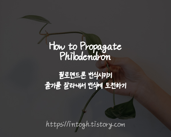 필로덴드론 번식시키기
필로덴드론 줄기를 잘라내서 번식에 도전하기
필로덴드론 키우는 방법
필로덴드론을 번식시키는 방법
