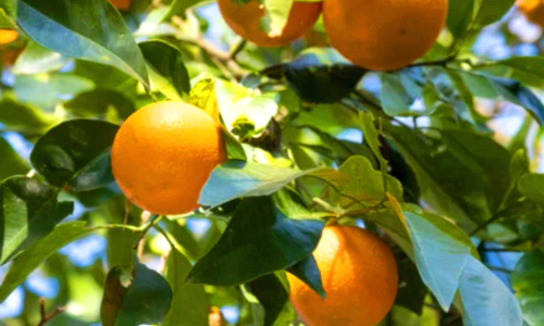 귤 감귤 밀감 뜻 차이