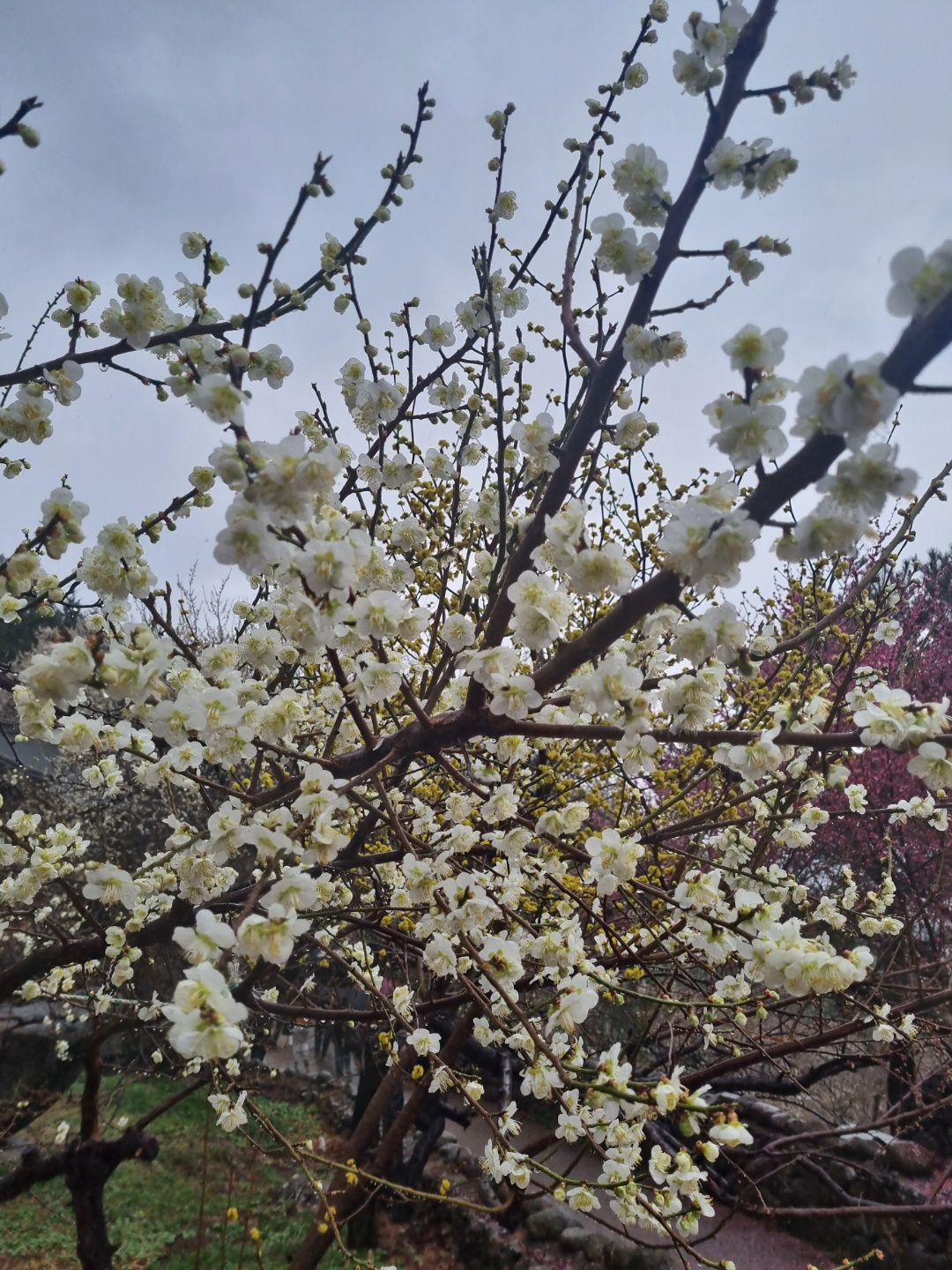 흰색 매화꽃이 흐드러진 나뭇가지