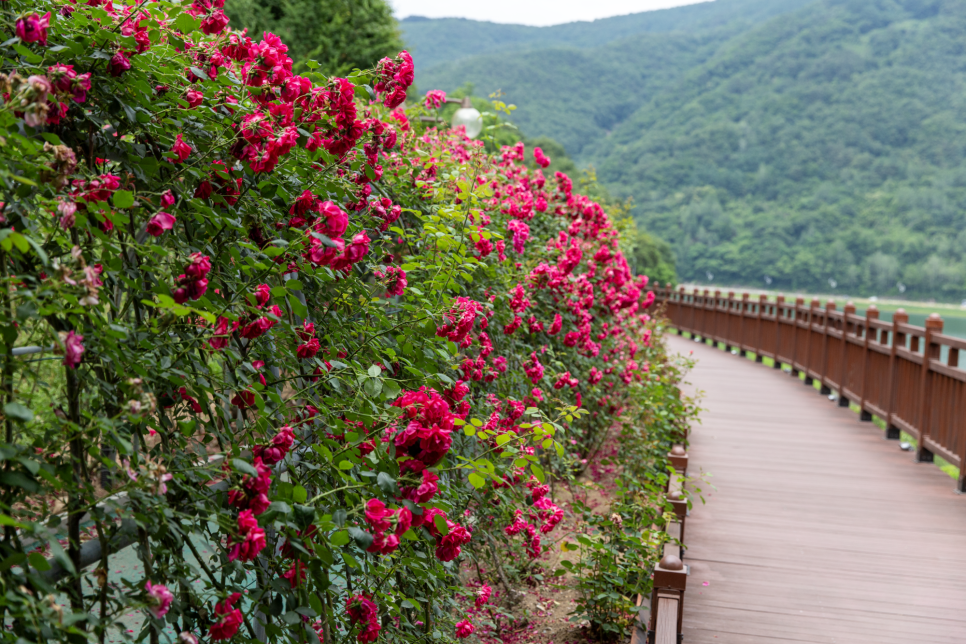 단양 소금정공원 장미터널