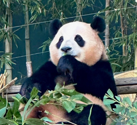 판다