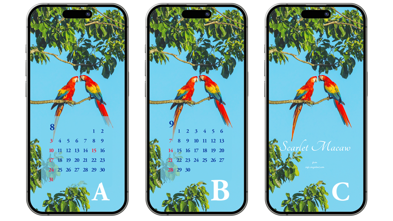 09 나무 위의 스칼렛 마카우 한쌍 ABC - 2025년8월 아이폰배경화면