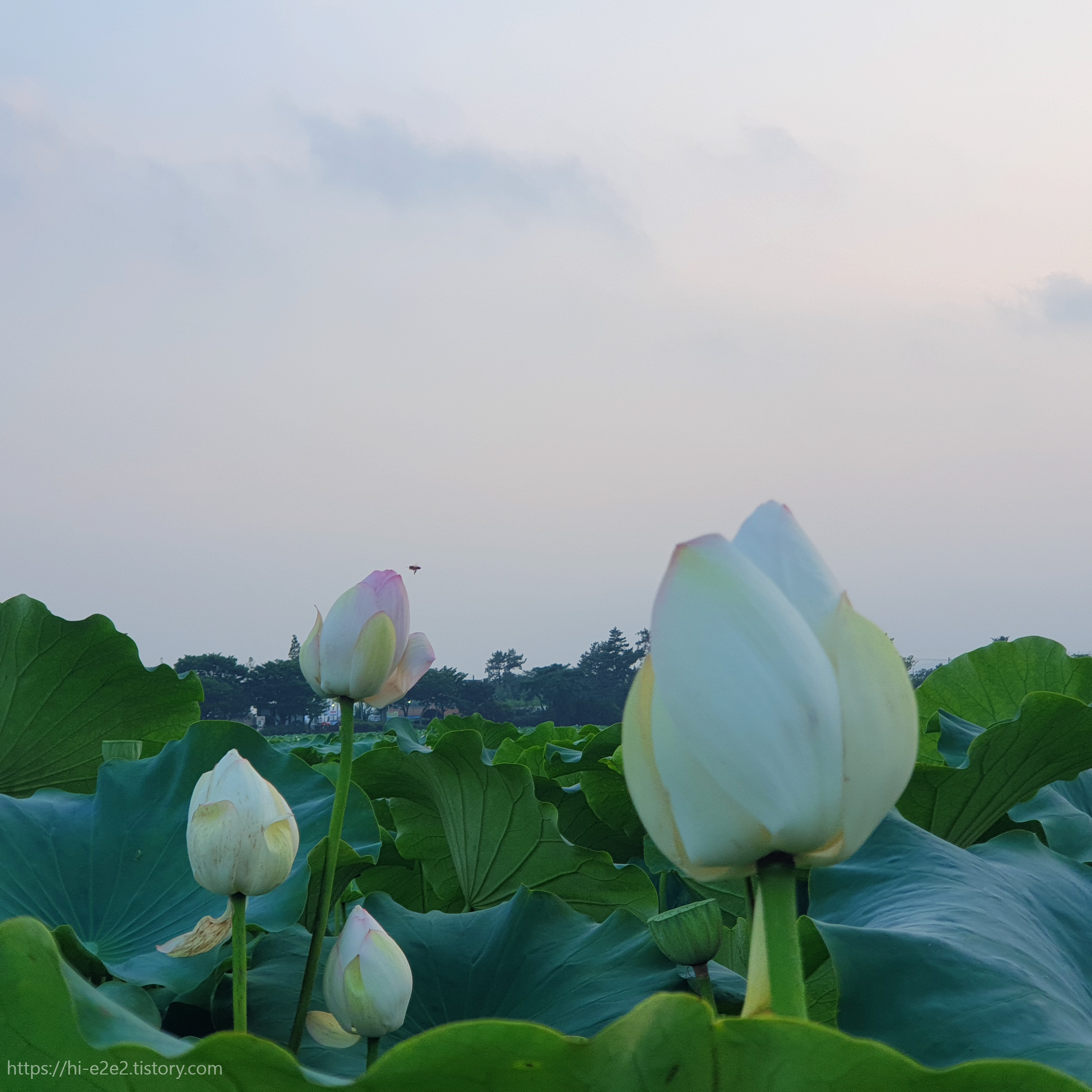 회산백련지 흰 연꽃