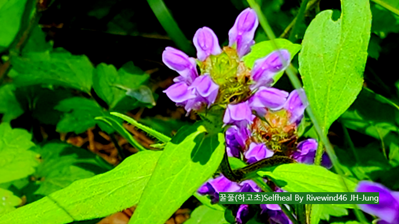 꿀풀(하고초)Selfheal