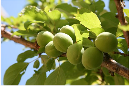 매실 액기스 란?