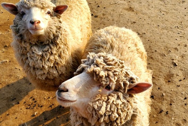 강릉쌍둥이동물농장