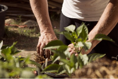 밤에 아름다운 정원 만들기: 야경을 즐기는 식물 배치법 🌙🌿