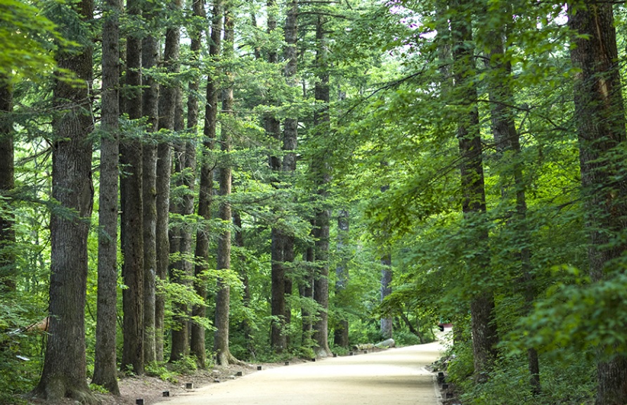 오대산 전나무숲길