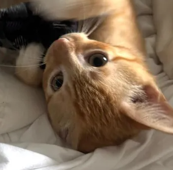 고양이 요독증