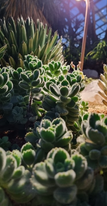 가든스 바이 더 베이 플라워 돔