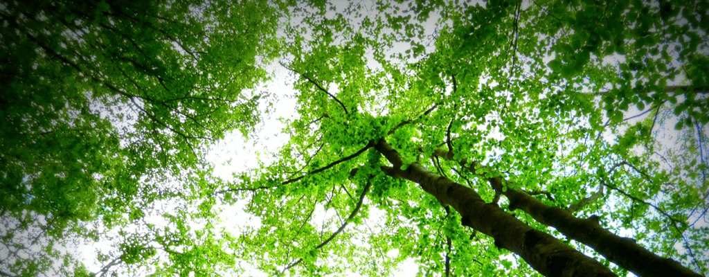 [색채심리학] 초록색: 긍정적/부정적 효과, 어울리는 곳