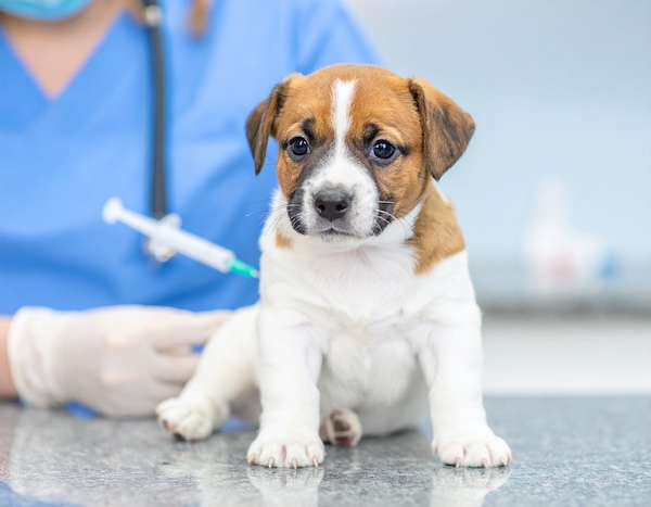 광견병 예방접종을 맞는 강아지